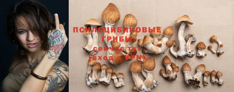 где продают наркотики  Ельня  Галлюциногенные грибы Psilocybine cubensis 